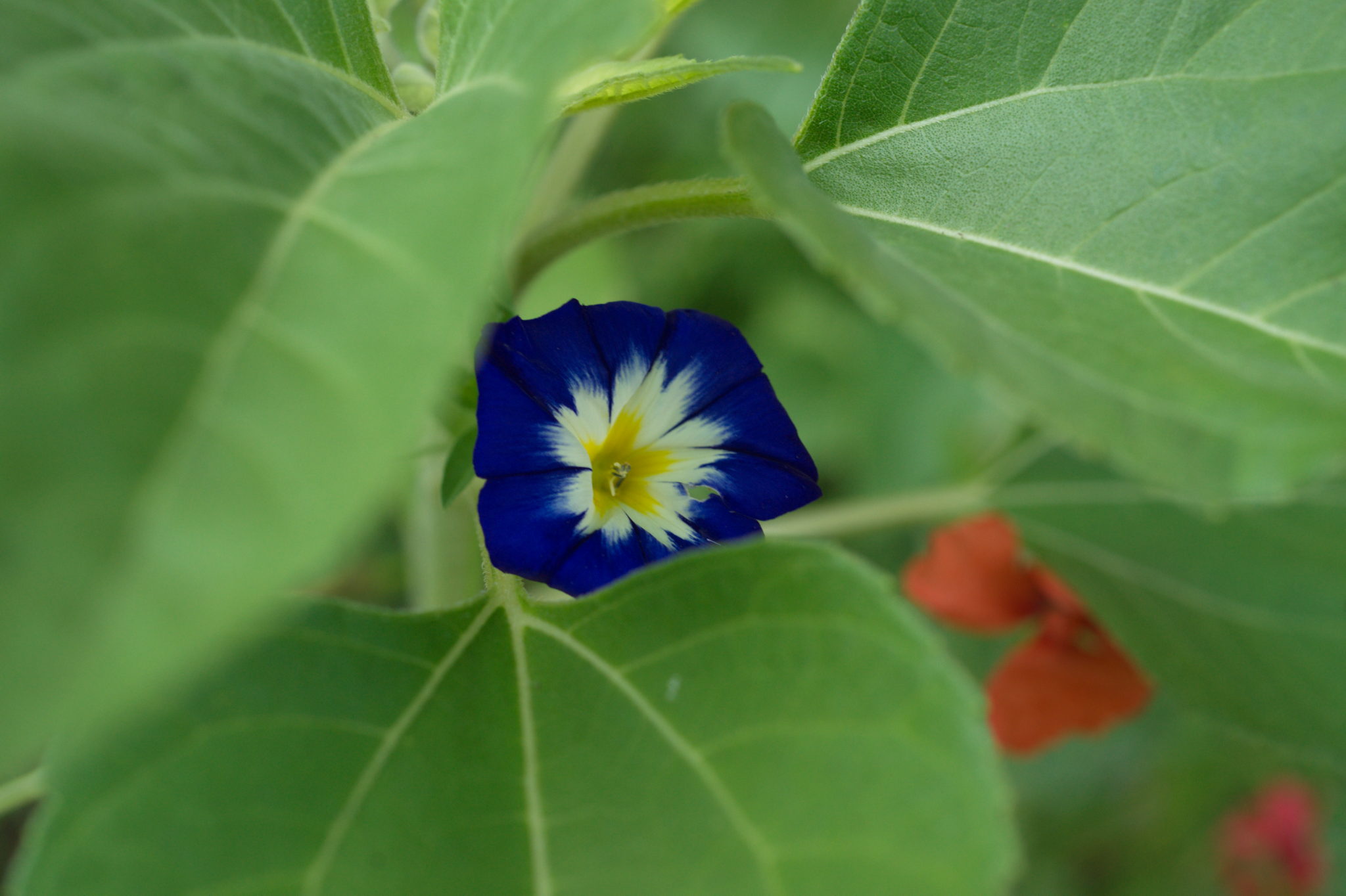 20210721  Gruen(t)raumHeimfeld 051